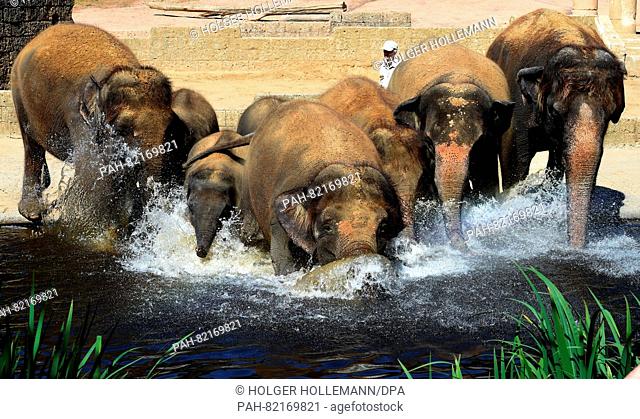Eight Asian elephants rush to the water basin to cool off in their open-air enclosure at the zoo in Hanover,  Germany, 20 July 2016