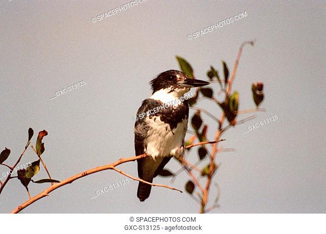 02/26/1999 -- A belted kingfisher perches on a twig in the Merritt Island National Wildlife Refuge, which shares a boundary with the Kennedy Space Center