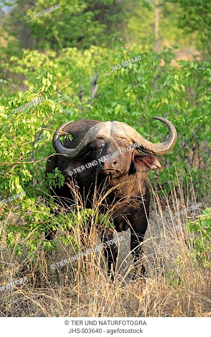 African Buffalo, Syncerus caffer, Kruger National Park, South Africa, adult male