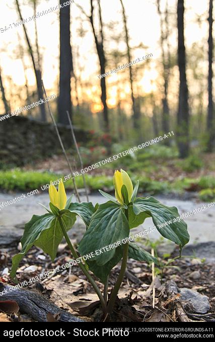 Toad Shade Trillium in spring in North West Virginia, USA (trillium luteum)