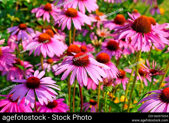 Purpur-Sonnenhut, eine schöne Sommerblume - Echinacea purpurea, Purple coneflower, nice pink summer flower