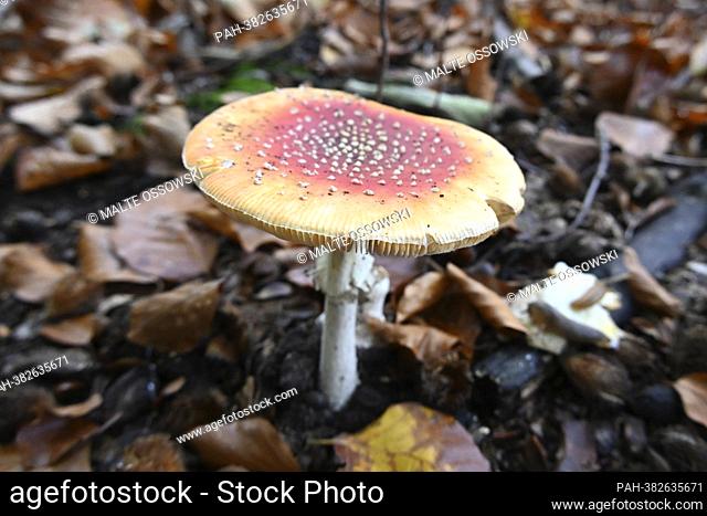 Fly agaric in the forest, November 1st, 2022 THE AUTHOR ASSUMES NO GUARANTEE AND NO LIABILITY FOR THE ACCURACY OF THE MUSHROOM IDENTIFICATION!