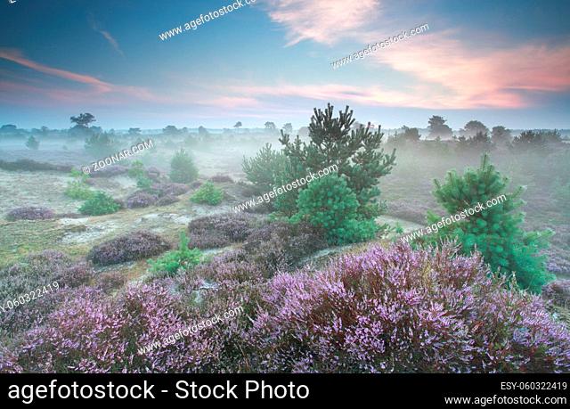 misty heathland in summer, Drenthe, Netherlands