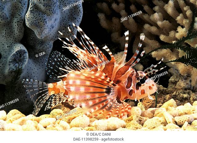 Zoology - Fishes - Scorpaeniformes - Zebra lionfish (Dendrochirus zebra) swimming in sea