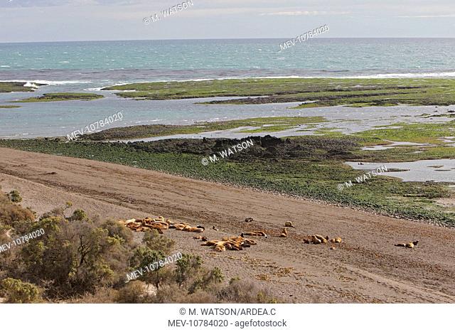 South American Sealion - adult on beach with pups (Otaria flavescens)