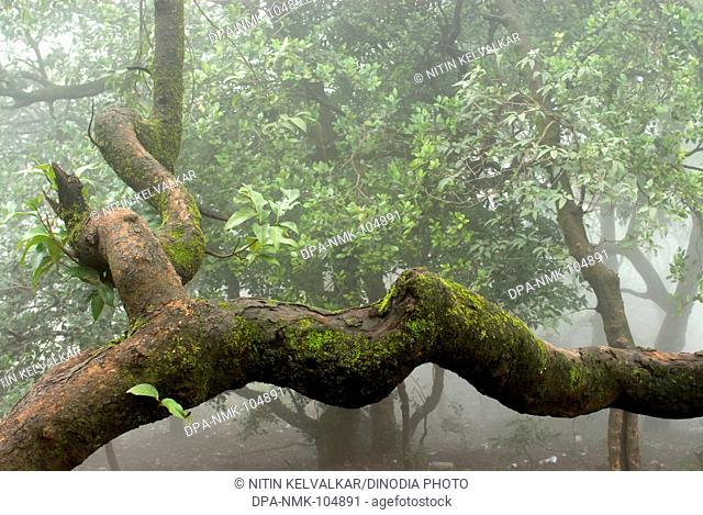 Tree trunk with green moss in heavy mist at Mahabaleshwar ; District Satara ; Maharashtra ; India ; Asia