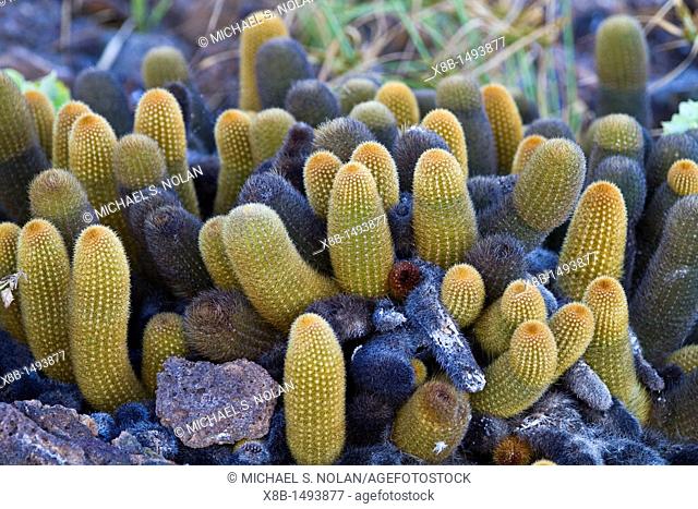 The endemic lava cactus Brachycereus spp growing in the Galapagos Island Archipelago, Ecuador MORE INFO There are two endemic genera Jasminocereus and...