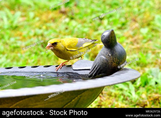 Gruenfink an der Vogeltraenke. European greenfinch on a bird bath in summer