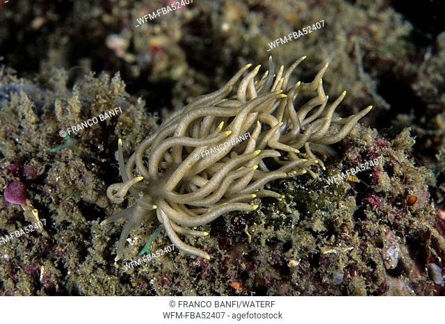 Nudibranch Sea Slug, Phyllodesmium briareum, Lembeh Strait, Sulawesi, Indonesia