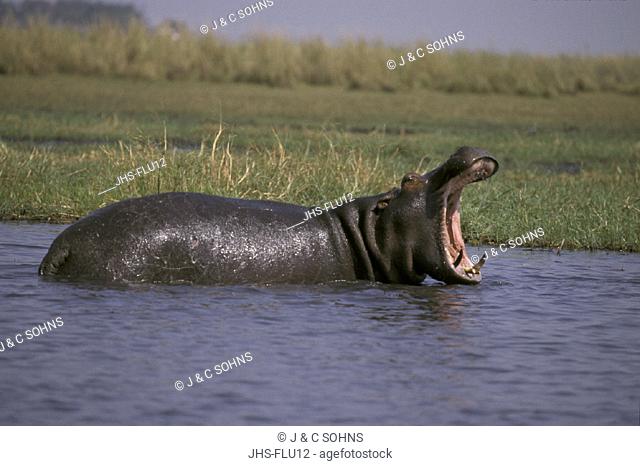Hippopotamus , Hippopatamus amphibius , Chobe National Park ,  Botswana , Africa , Adult in water threatening , jawning