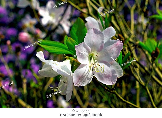 rhododendron (Rhododendron 'Schlippingbachii', Rhododendron Schlippingbachii), cultivar Schlippingbachii
