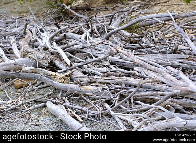 dead trunks of trees. Yesa reservoir. Aragon, Spain