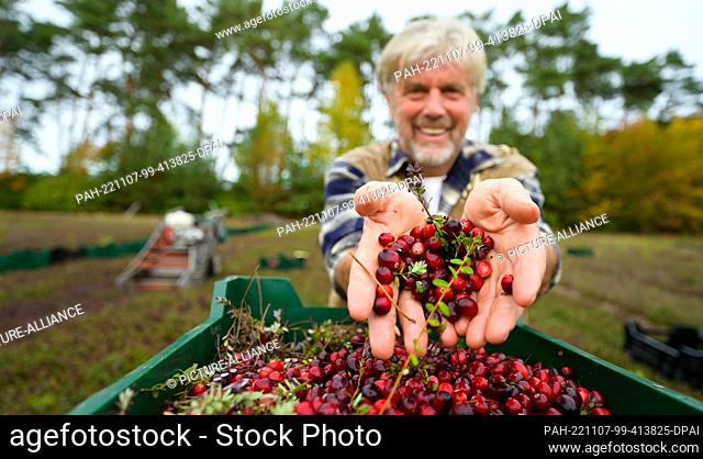 PRODUCTION - 26 October 2022, Lower Saxony, Gilten: Wilhelm Dierking holds freshly harvested cranberries in his hands. Cranberries have been cultivated in North...