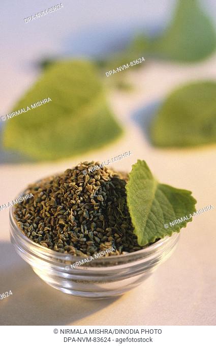 spices , ajowan leaves and seeds , ajwain trachysperaus ammi , india