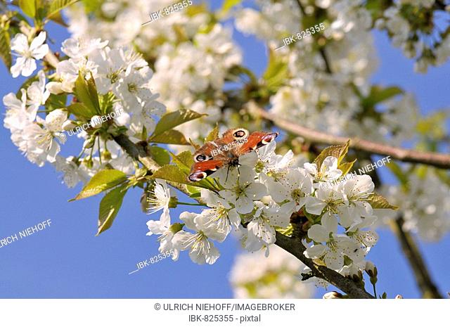 European Peacock Caterpillar Butterfly (Inachis io) perched on a cherry tree blossom (Cerasus)