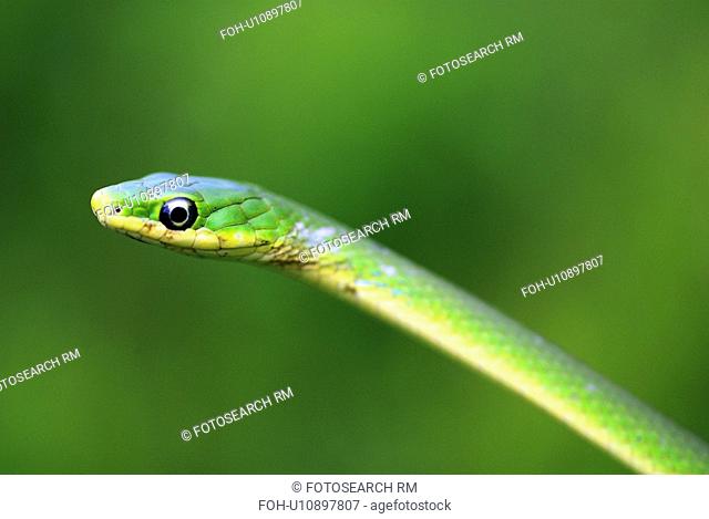 pattern rough green snake opheodrys aestivus