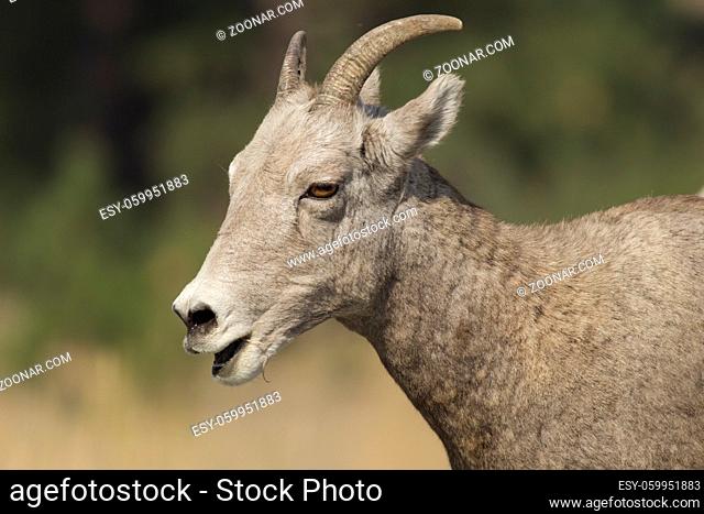 A close up portrait of a bighorn sheep chewing on grass near Thompson Falls, Montana
