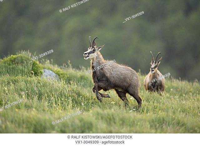 Chamois / Gaemse ( Rupicapra rupicapra ) two adult bucks, rivals, chasing each other over a mountain meadow, in breathtaking stamina, wildlife, Europe