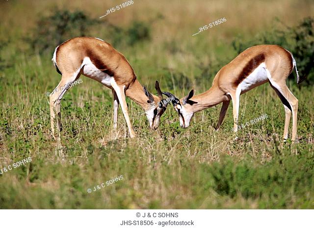 Springbok, (Antidorcas marsupialis), two adult males fighting, Tswalu Game Reserve, Kalahari, Northern Cape, South Africa, Africa