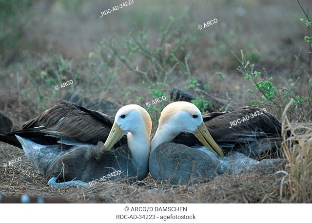 Waved Albatrosses Hood Island Galapagos Islands Ecuador Diomedea irrorata