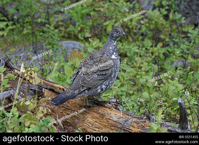Rock Partridge, dusky grouses (Dendragapus obscurus), Chicken Birds, Grouse, Animals, Birds, Blue Grouse Adult in autumn/September