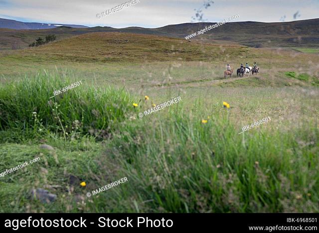 Four riders on Icelandic horses, Lýtingsstaðir, near Varmahlíð, Skagafjörður, North Iceland, Iceland, Europe
