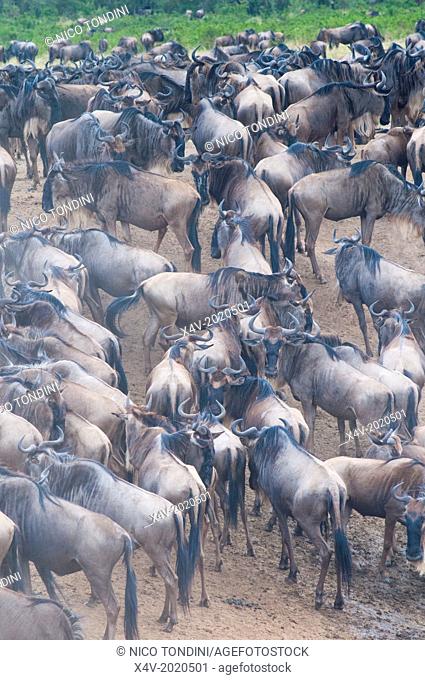 Herd of blue wildebeest (brindled gnu) (Connochaetes taurinus) at Mara River, Masai Mara National Reserve, Kenya, East Africa, Africa