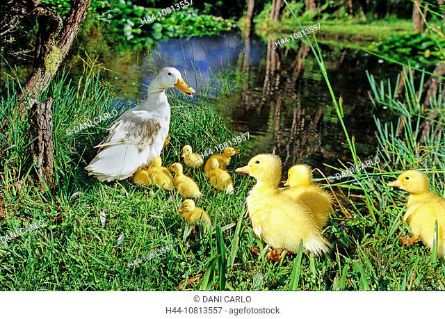 ducks, duck family, fledgling, young animals, shores, water, birds, bird,  animals, animal, Stock Photo, Picture And Rights Managed Image. Pic.  H44-10813557 | agefotostock