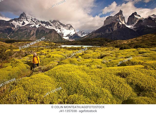 Cuernos del Paine peaks, trekker walks on trail beside thorny 'matabarrosa'  Mulinum spinosum in flower, Parque Nacional Torres del Paine, Patagonia, Chile