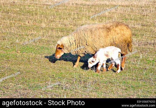 sheep and lamb in pasture at autumn