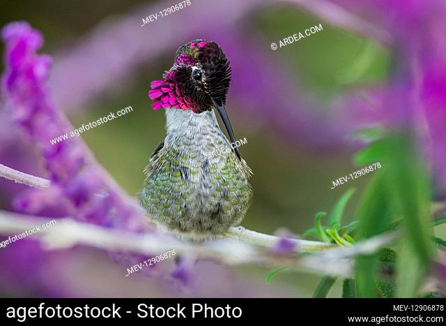 Male Anna's Hummingbird (Calypte anna) preening feathers while perched on garden flower. California. Fall