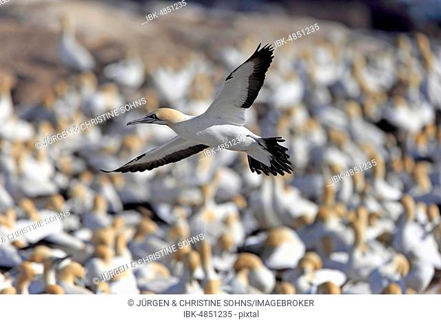 Cape Gannet (Morus capensis), adult flying, flight over bird colony, Lamberts Bay, Western Cape, South Africa
