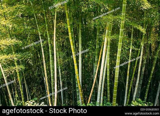 Spring Tall Trees Bamboo Woods. Tropical Forest, Summer Nature. Different Deciduous Trees Summer Background. Nobody. Environment Concept