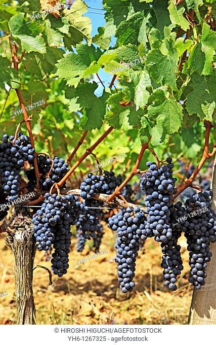 France, Gironde, Saint-Emilion, Bordeaux vineyards, red wine grapes