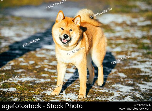 Beautiful Young Red Shiba Inu Puppy Dog Staying Outdoor In Spring