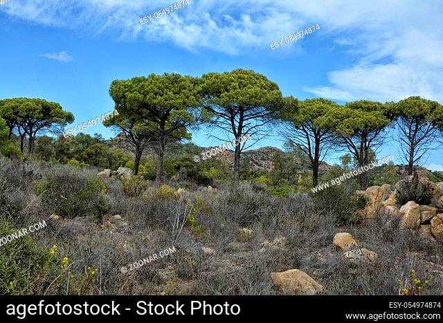 einer der zahlreichen natuerlichen Straende im Naturpark Bidderosa an der Ostkueste der Insel Sardinien im Mittelmeer
