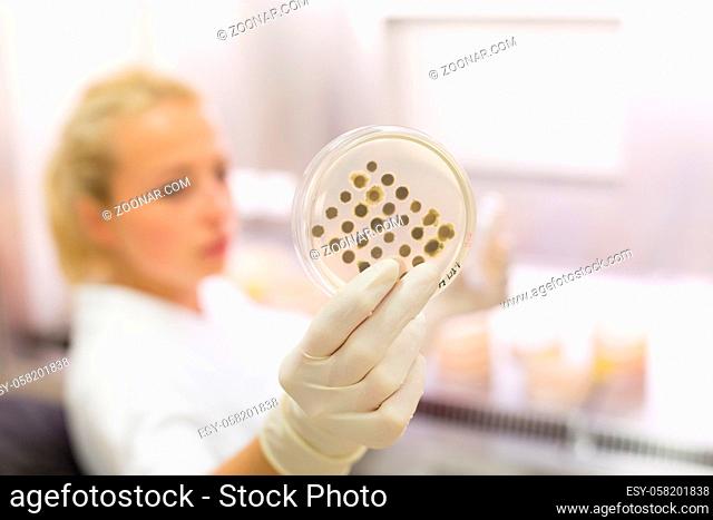 Scientist growing bacteria in petri dishes on agar gel as a part of scientific experiment. Corona virus pandemic concept