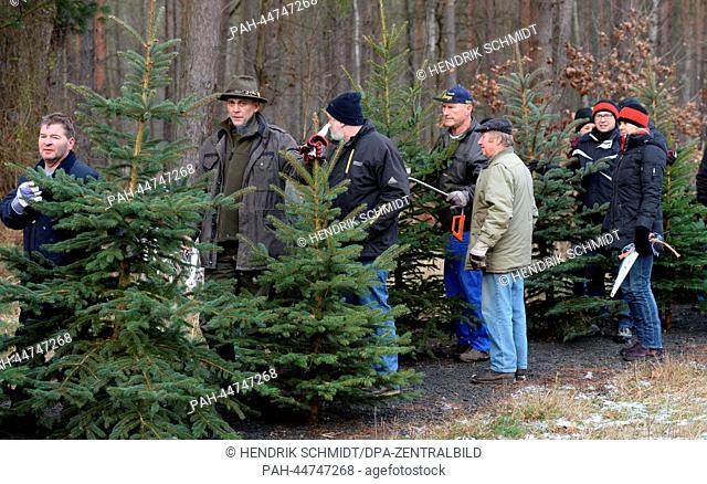 Cusomters stroll through a forestry plantation in search of their ideal Chistmas tree in the Sachsenforst forest near Naunhof, Germany, 7 December 2013