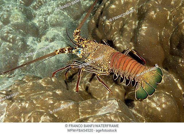 Spiny Lobster, Panulirus penicillatus, Cocos Island, Costa Rica