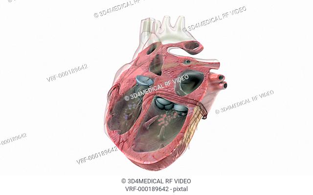 An anterior view of a sectioned heart which beats once. The interior chambers are visible and the blood flow is depicted by red and blue dots