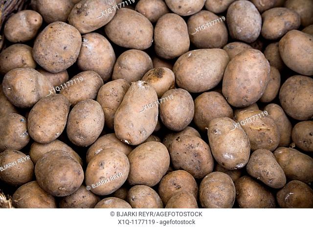 Potatoes used for seeding.  Gmina Przylek, Zwolen county, Poland