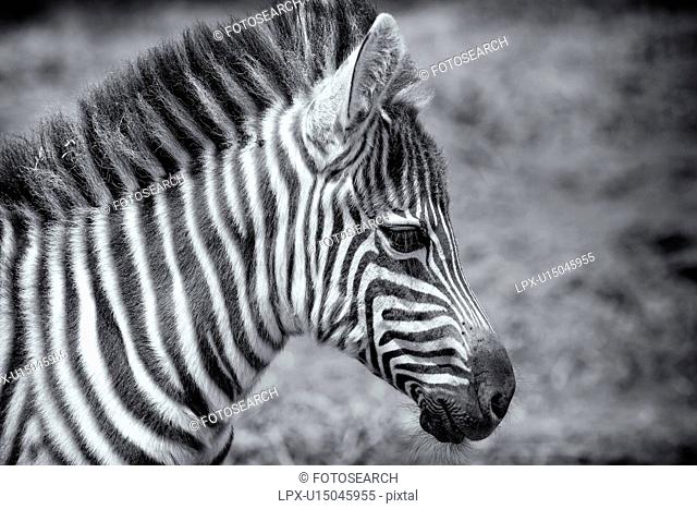 Zebra baby: very young zebra detail of head and neck while standing, monochrome, Lake Nakuru, Kenya