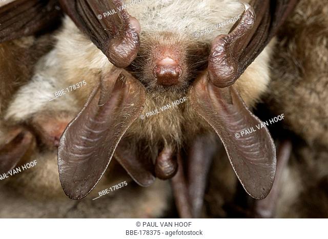 Bechstein's bat hibernating between other bats