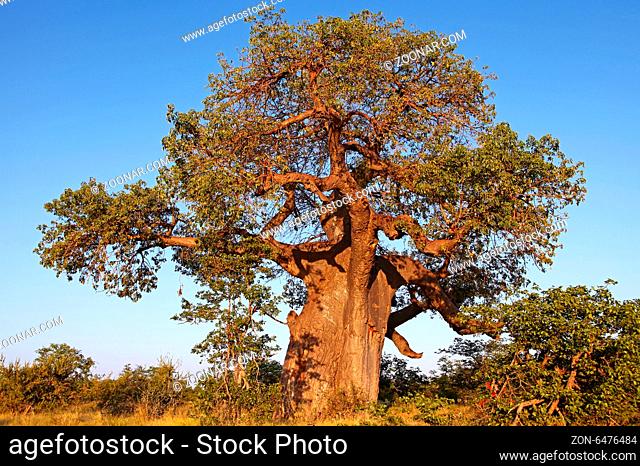 Affenbrotbaum, Mapungubwe-Nationalpark, Südafrika, monkey-bread tree, Mapungubwe National Park, South Africa, Adansonia digitata