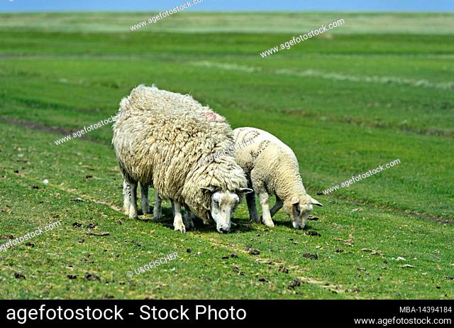 Texel sheep, mother with lamb on pasture in marshland, Schleswig-Holstein Wadden Sea National Park, Westerhever, Schleswig-Holstein, Germany