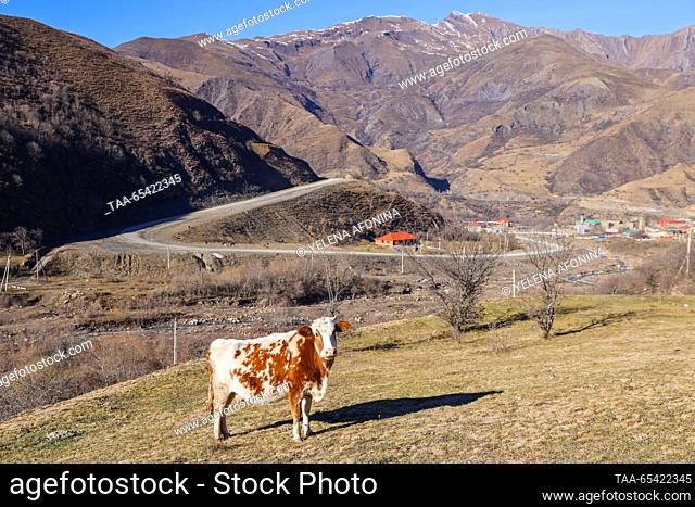 RUSSIA, CHECHEN REPUBLIC - DECEMBER 2, 2023: A cow grazes near the village of Tazbichi in winter. Yelena Afonina/TASS
