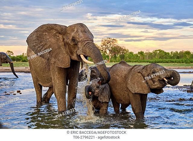 African elephant group (Loxodonta africana) drinking at a watehole. Mother and calf, Hwange National Park, Zimbabwe