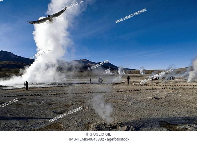 Chile, Antofagasta Region, El Loa province, Atacama Desert, geysers of Tatio at 4150 meters