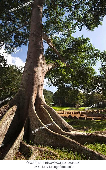 Puerto Rico, North Coast, Karst Country, Utuado, Parque Ceremonial Indigena de Caguana, tree at ancient Taino people's ceremonial site