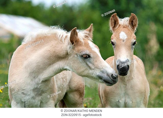 Zwei Haflinger Fohlen, Hengstfohlen, 2 Monate und 1 Monat alt, nebeneinander, Portraet, two Haflinger horses, colts, side by side, portrait